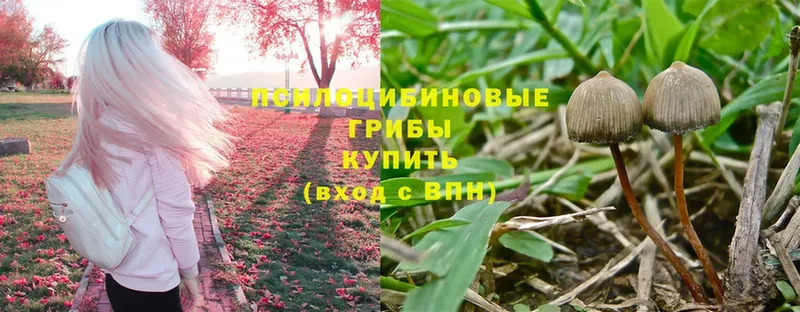 Галлюциногенные грибы Psilocybe  закладка  Великий Устюг 